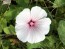 Mallow 'Dwarf White Rose Stripe' AKA ‘Dwarf Pink Blush’ 