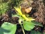 Sunflower 'Lemon Queen' 