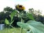 Sunflower 'Evening Sun' 