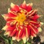 Dahlia, Mixed Colors