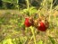 Litchi Tomato AKA Morelle de Balbis 