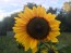 Sunflower 'Evening Sun' 