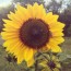 Sunflower 'Evening Sun' 