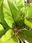 Swiss Chard 'Neon Glow' 