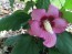 Red/Pink Rose of Sharon Seeds (Certified Organic)