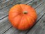 Pumpkin 'Cinderella' Seeds (Certified Organic) 