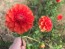 Dahlia 'Red Pompon' Tubers - Shipping 2025 Spring - Harvested on our Farm - USDA Certified Organic