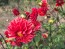 Dahlia 'Puffy Red' Tubers - Shipping 2025 Spring - Harvested on our Farm - USDA Certified Organic