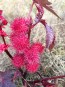 Castor Bean 'Impala' 