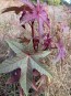 Castor Bean 'Impala' 