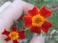 Marigold 'Paprika' 