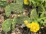 Hardy Prickly Pear Cactus Seeds (Certified Organic)