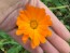 Orange Calendula