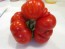 Tomato 'Costoluto Genovese'