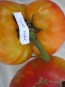 Tomato 'Gold Medal'