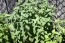 Herb 'Catnip' Plant (4" Pot)