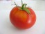 Tomato 'North Queen' AKA 'Severnaya Koroleva' 