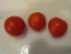 Tomato 'Micro Tom'