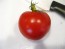 Tomato 'New Yorker' Seeds (Certified Organic)