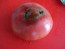 Tomato 'Marianna's Peace' Seeds (Certified Organic)