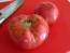 Tomato 'Kosovo' 