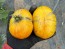 Tomato 'Plan 9 From Outer Space' Seeds (Certified Organic)