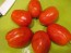 Tomato 'Plum Tigris'