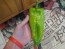 Hot Pepper ‘Beaver Dam’ Seeds (Certified Organic) 
