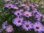 Purple Aster 