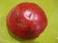 Tomato 'Black From Tula' Seeds (Certified Organic)