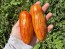 Tomato 'Yellow Tulip' Seeds (Certified Organic)