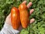 Tomato 'Yellow Tulip' Seeds (Certified Organic)