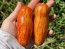 Tomato 'Yellow Tulip' Seeds (Certified Organic)