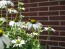 Coneflower 'White Swan'