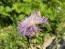 Basket Flower 'Pink' Seeds (Certified Organic)