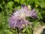 Basket Flower 'Pink' Seeds (Certified Organic)
