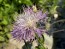 Basket Flower 'Pink' Seeds (Certified Organic)