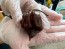 Hot Pepper ‘Trinidad Chocolate Scorpion Cappuccino’ Seeds (Certified Organic)