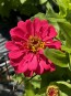Zinnia 'Magellan Mix' Seeds (Certified Organic)