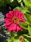 Zinnia 'Magellan Mix' Seeds (Certified Organic)