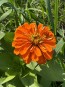 Zinnia 'Magellan Mix' Seeds (Certified Organic)