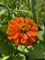 Zinnia 'Magellan Mix' Seeds (Certified Organic)