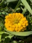 Zinnia 'Magellan Mix' Seeds (Certified Organic)