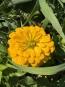 Zinnia 'Magellan Mix' Seeds (Certified Organic)