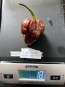 Hot Pepper ‘Trinidad Chocolate Scorpion Cappuccino’ Seeds (Certified Organic)