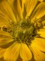 Zinnia 'Magellan Mix' Seeds (Certified Organic)