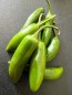Hot Pepper ‘Serrano’ Seeds (Certified Organic) 