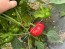 Sweet Pepper 'Liebesapfel' aka 'Love Apple' Seeds (Certified Organic)