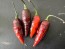 Hot Pepper ‘Biquinho Black Cross' Seeds (Certified Organic)