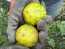 Tomato 'Jolie Coeur Yellow' Seeds (Certified Organic)